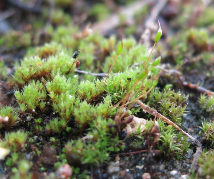 Bryum sp.