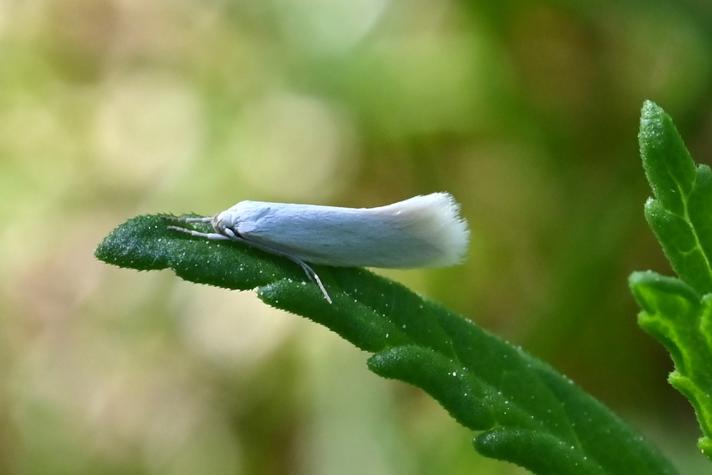 Elachista argentella