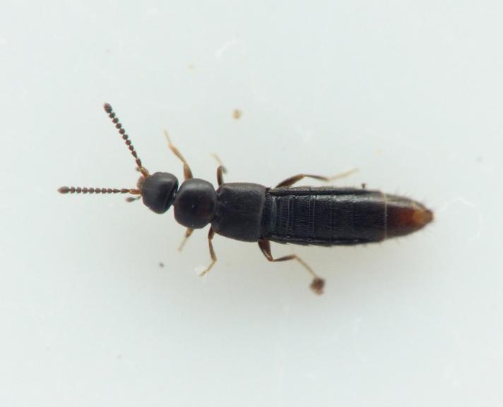 Amischa nigrofusca