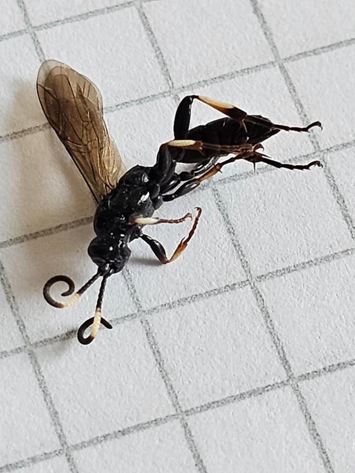 Cratichneumon versator