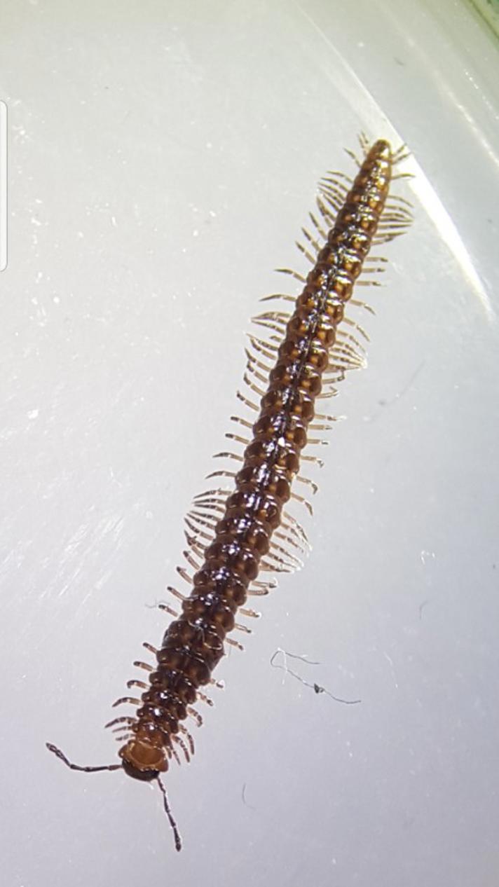 Craspedosoma rawlinsi (Craspedosoma rawlinsi)