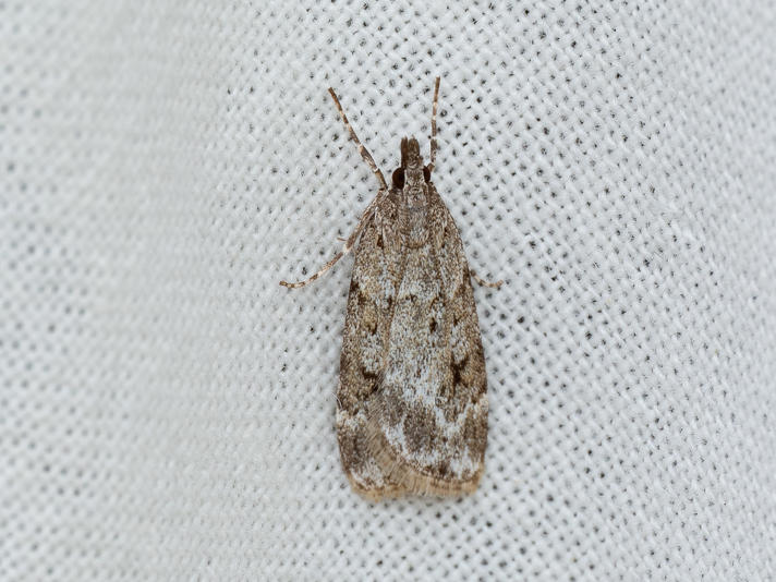 Scoparia ambigualis