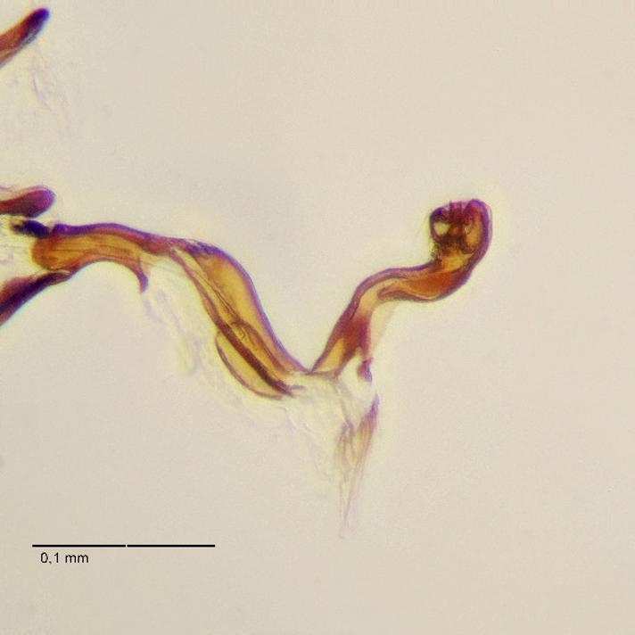 Liriomyza pedestris (Liriomyza pedestris)