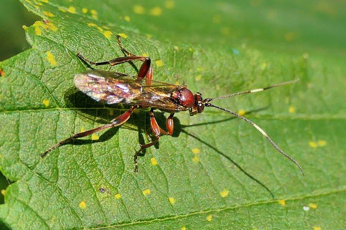 Platylabus rufus