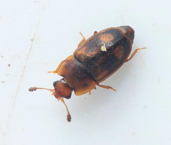 Epuraea unicolor