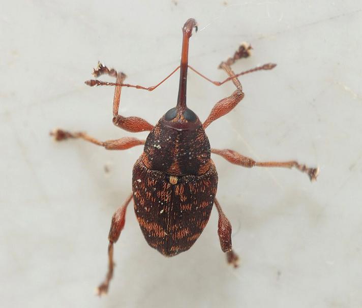 Curculio betulae