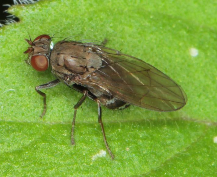 Notiphila sp.