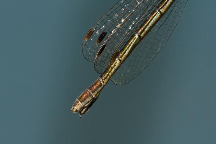 Almindelig Kobbervandnymfe (Lestes sponsa)