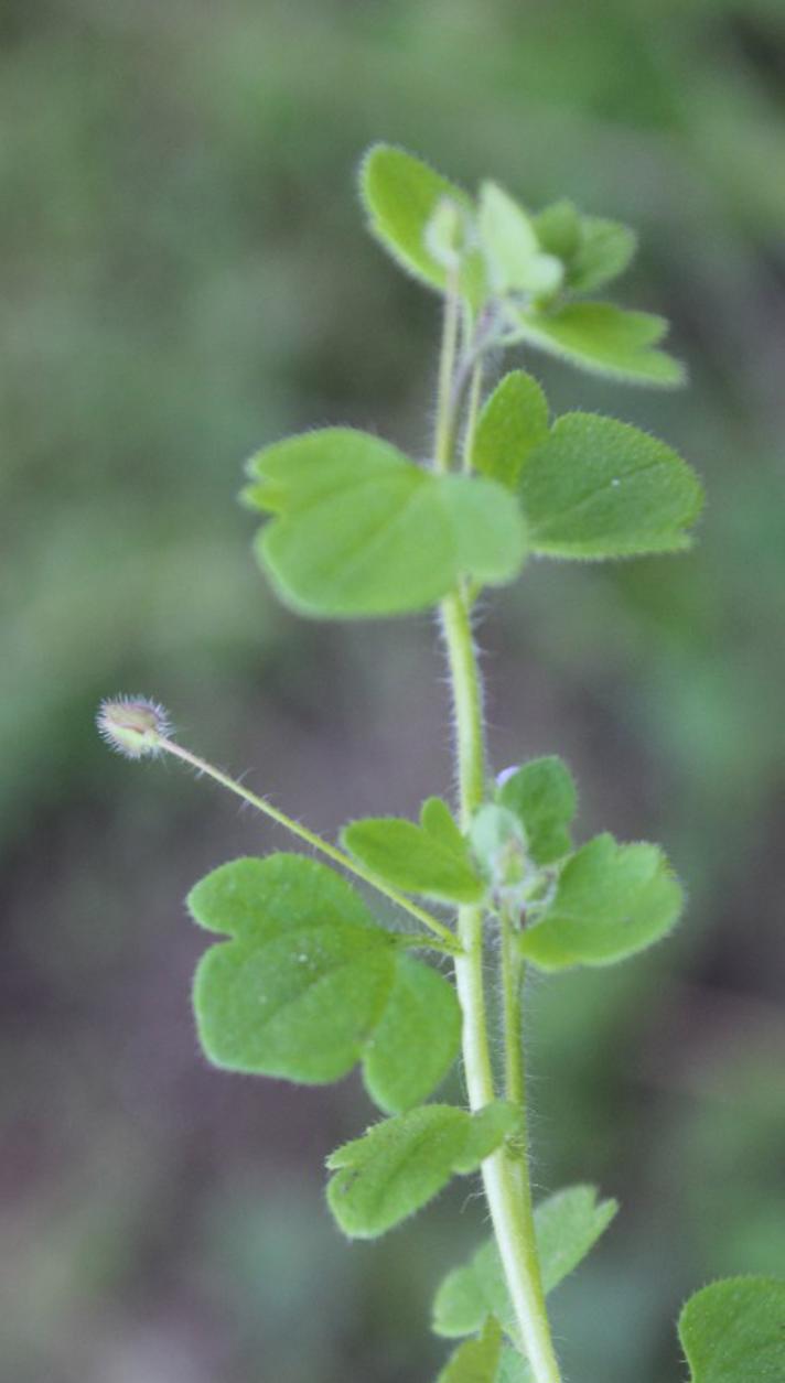 Krat-Ærenpris (Veronica hederifolia ssp. lucorum)