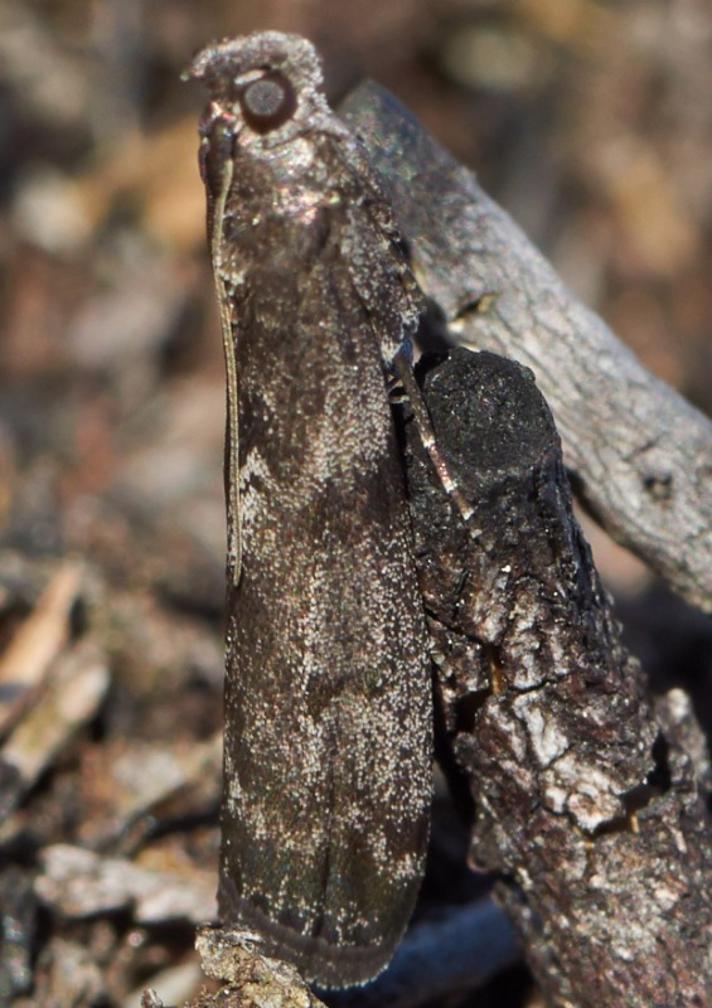 Birkebladhalvmøl (Ortholepis betulae)