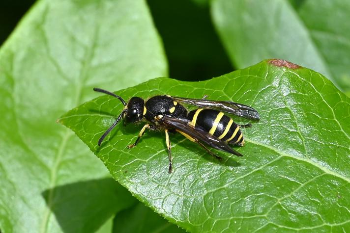 Ancistrocerus sp.