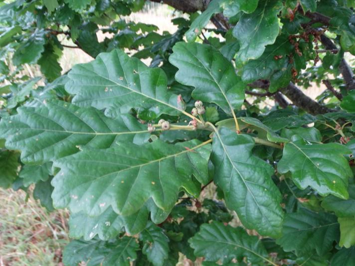 Quercus petraea x robur