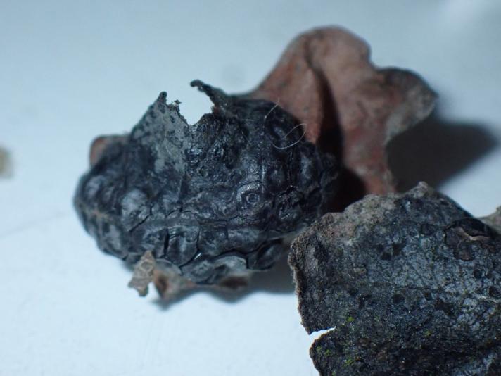 Pile-Rynkeplet (Rhytisma salicinum)
