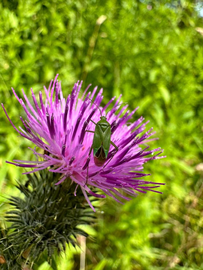 Korthåret Blomstertæge