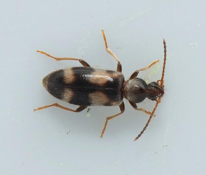 Notoxus trifasciatus