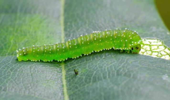 Harpiphorus lepidus