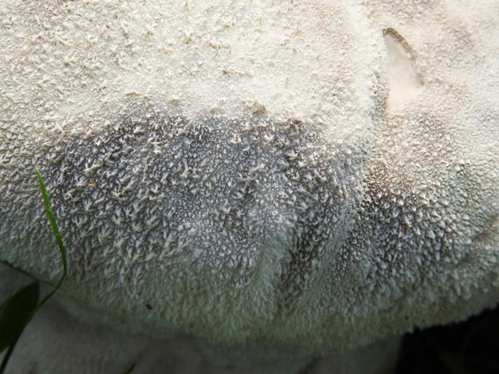 Lycoperdon sp.