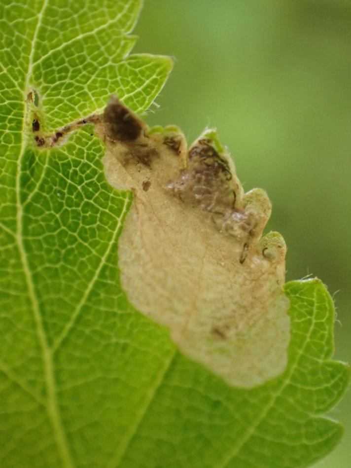 Eriocrania salopiella (Eriocrania salopiella)