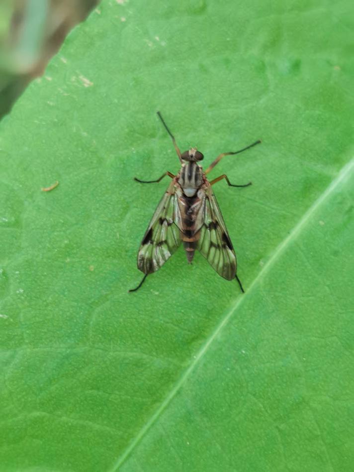Almindelig Sneppeflue (Rhagio scolopaceus)