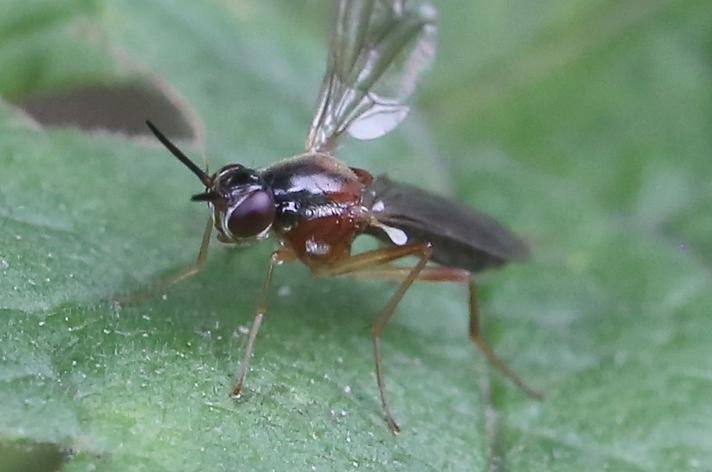 Imantimyia albiseta