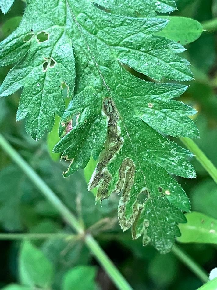 Phytomyza chaerophylli