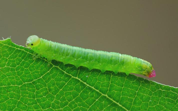 Pristiphora melanocarpa