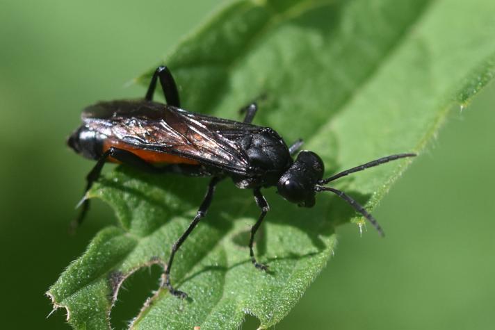 Macrophya annulata