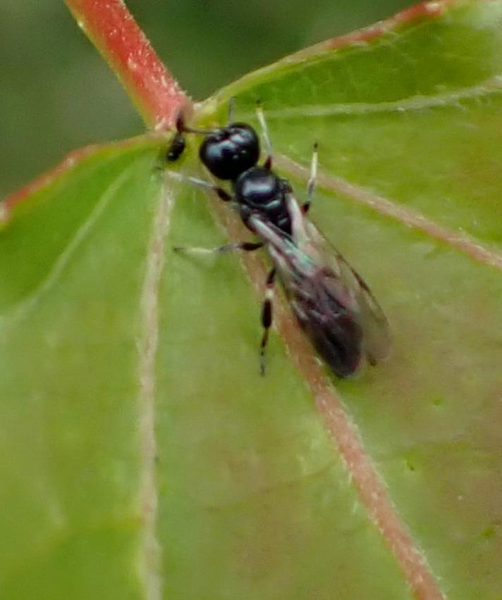 Rhopalum coarctatum