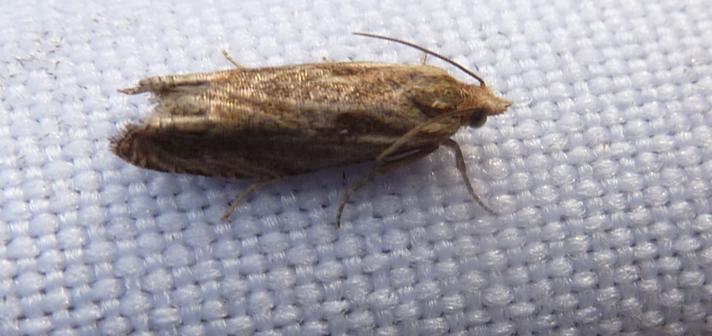 Tinea sp.