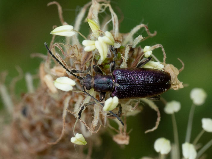 Plateumaris sericea