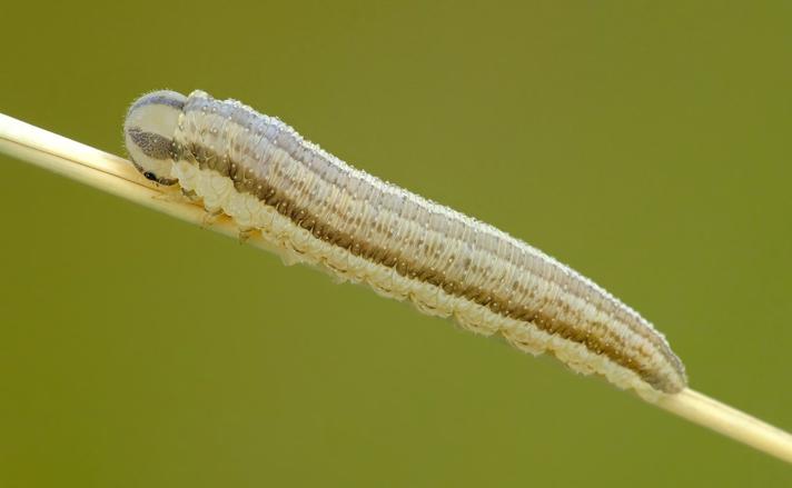 Tenthredopsis tessellata