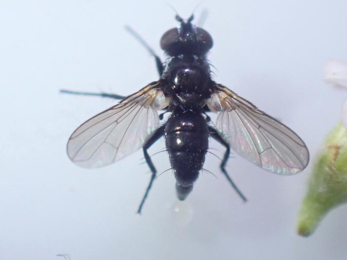 Phania funesta