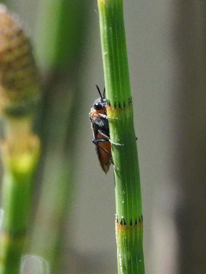 Dolerus sp.