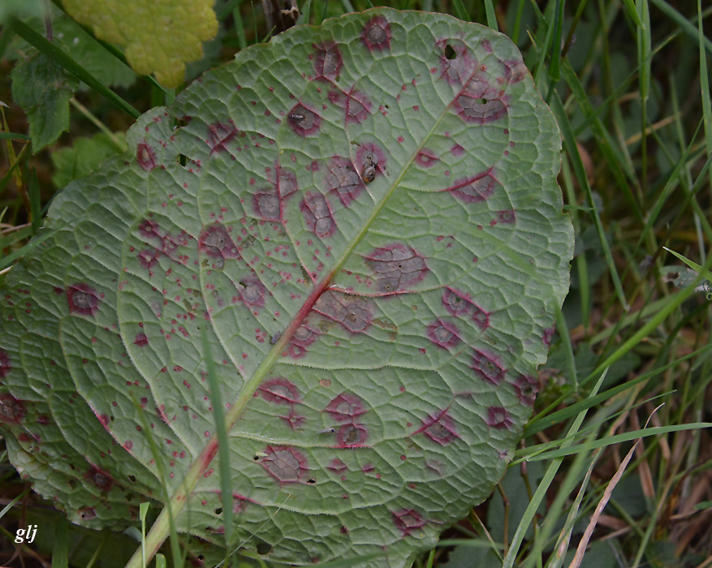 Ramularia rubella