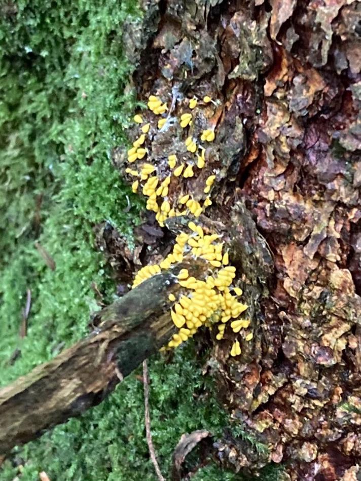 Poleret Glatfrø (Leocarpus fragilis)
