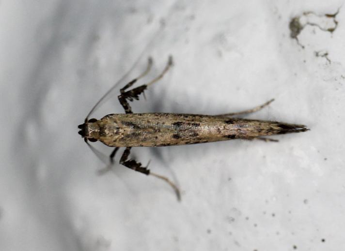 Caloptilia populetorum