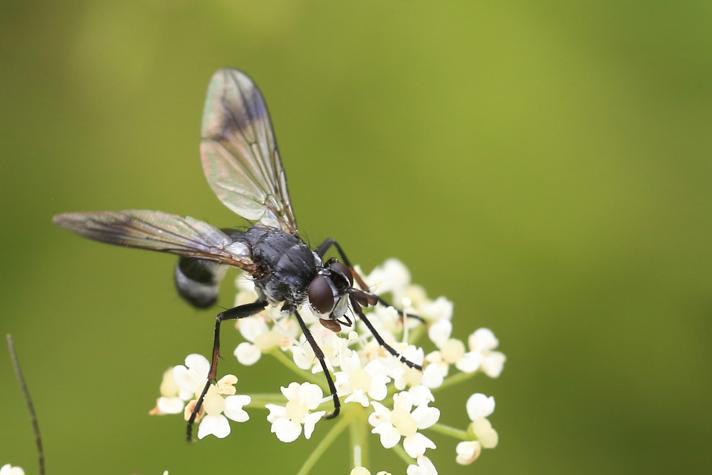 Lophosia fasciata