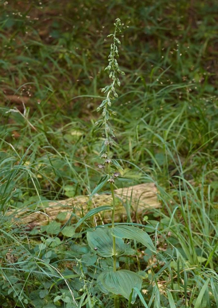 Skov-Hullæbe ssp. helleborine (Epipactis helleborine ssp. helleborine)
