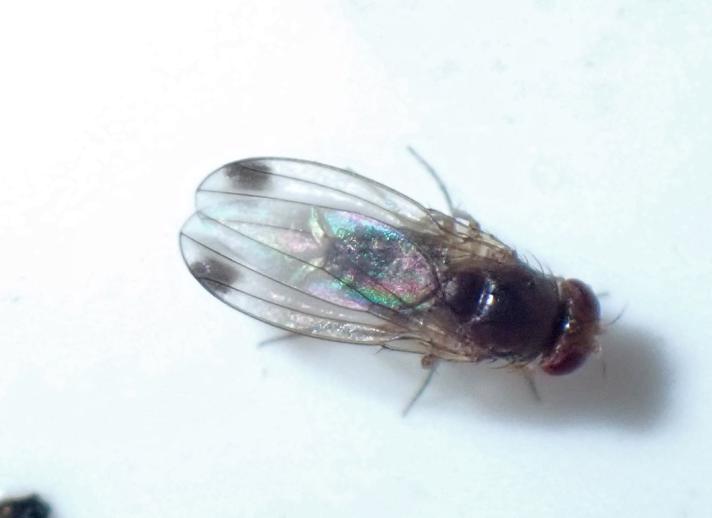 Pletvingefrugtflue (Drosophila suzukii)