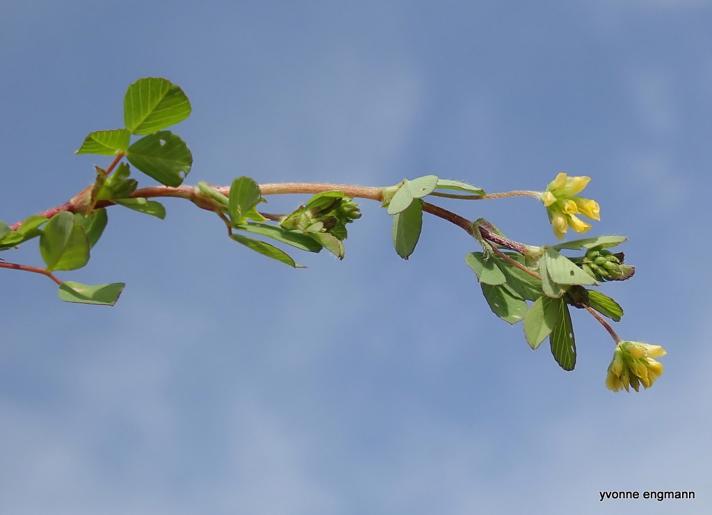 Gul Kløver (Trifolium campestre)