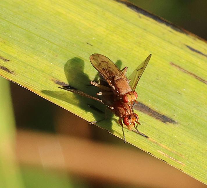 Tetanocera sp.