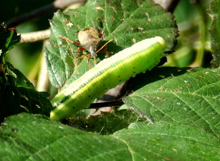 Cimbex connatus