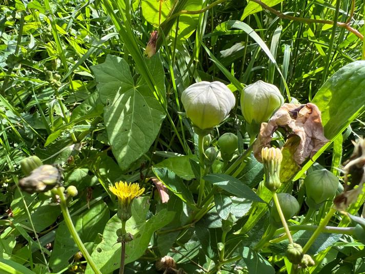 Storblomstret Ballonklokke