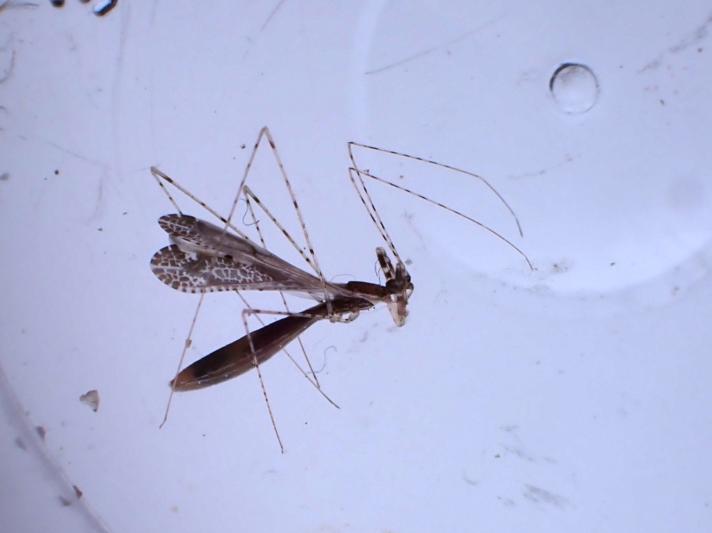 Stor Myggetæge (Empicoris vagabundus)