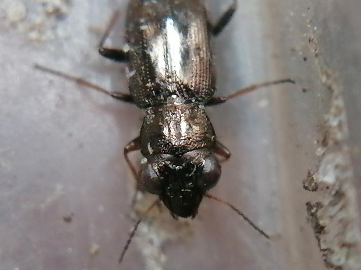 Notiophilus rufipes