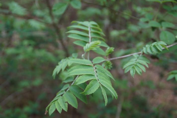 Almindelig Røn (Sorbus aucuparia)