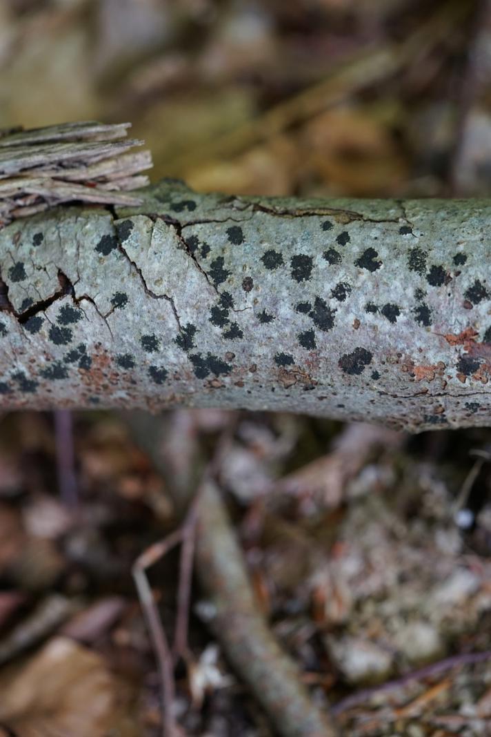 Ascodichaena rugosa