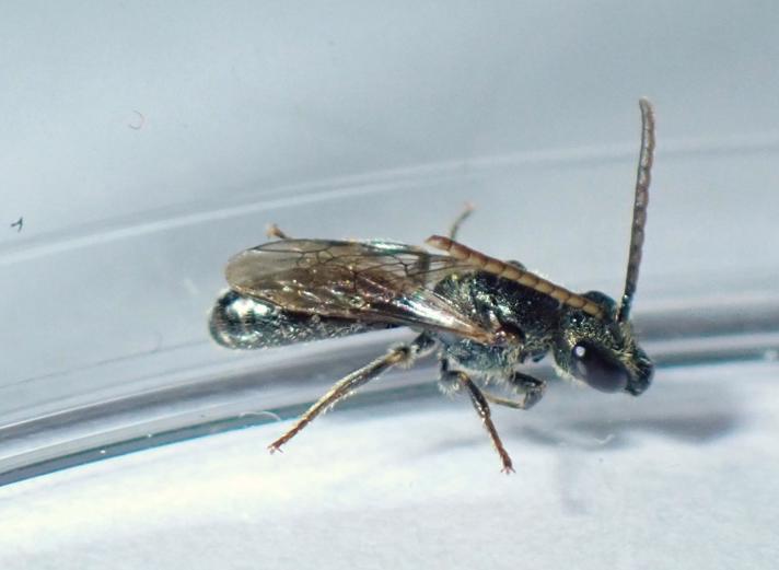 Metalsmalbi (Lasioglossum morio)