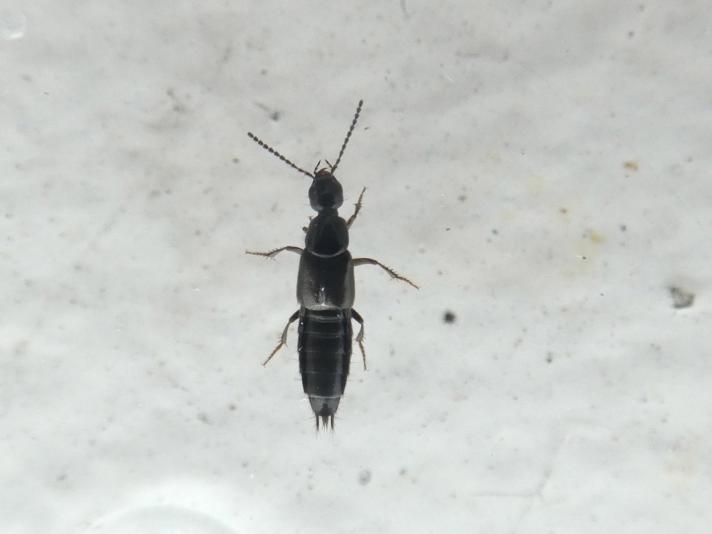 Bisnius sp.