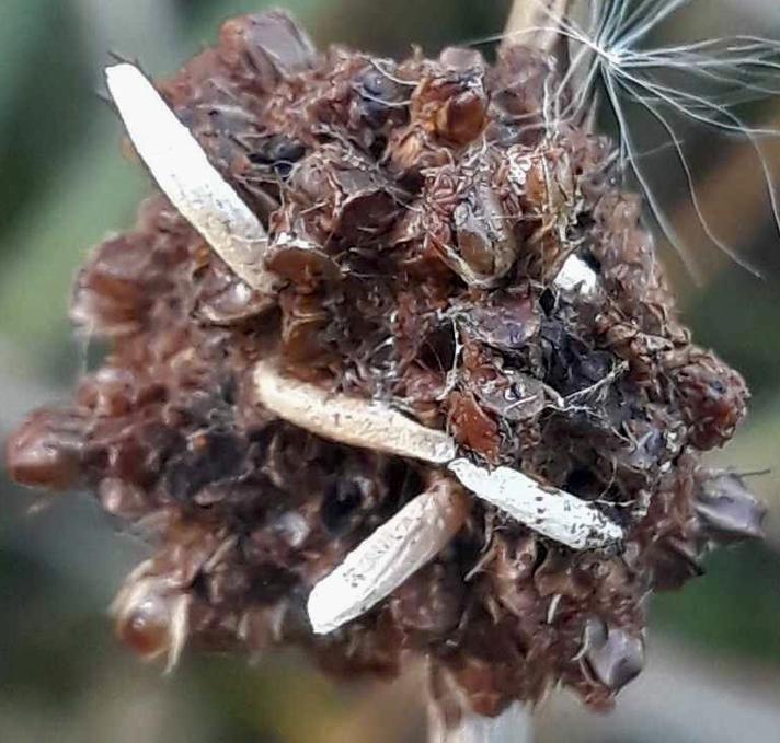 Coleophora alticolella/glaucicolella